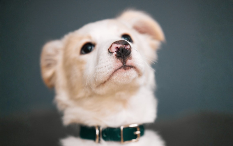 A light‑colored puppy wearing a green collar, gazing upward against a soft blue background, highlighting early‑stage dog care and attention.
