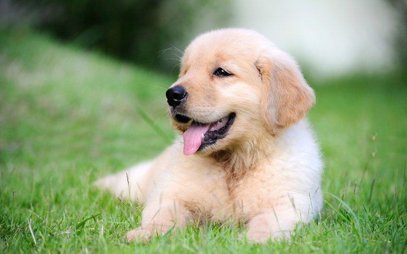 A light‑golden Golden Retriever puppy lying on green grass with its tongue out, looking happy and relaxed outdoors.