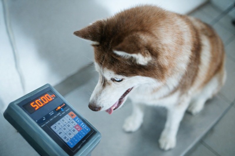 A brown and white Siberian Husky sits on a dog weight chart, looking toward a digital scale display showing 50.00 kg during a routine health check at a clinic.