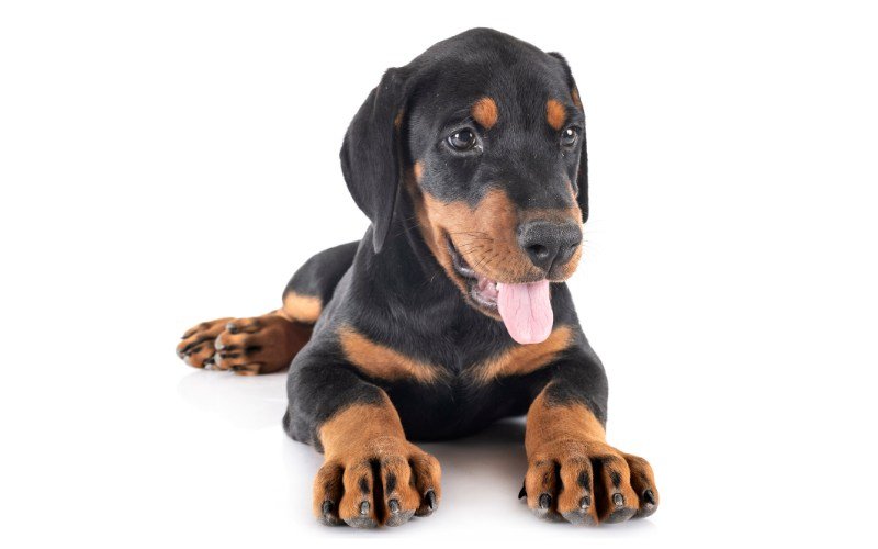 A young black-and-rust Doberman Pinscher puppy lying down on a white backdrop with its tongue out in a playful pose.