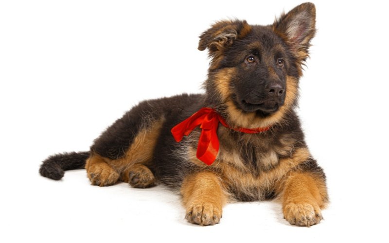 Young German Shepherd puppy with a red ribbon, showing typical large‑breed puppy size for weight chart reference.