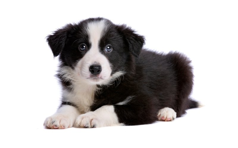 Black‑and‑white Border Collie puppy with blue eyes lying down, representing medium‑breed growth and weight chart information.