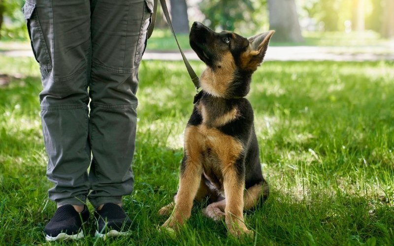 A young German Shepherd puppy sitting on grass and looking up at its handler during a training session, illustrating early puppy training and communication.