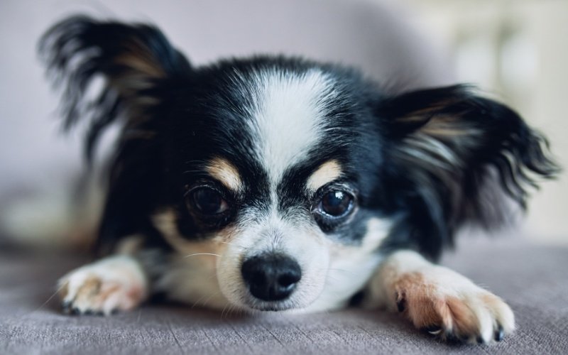 Long‑haired Chihuahua lying on a soft surface, representing toy‑breed puppy size and weight chart guidance.