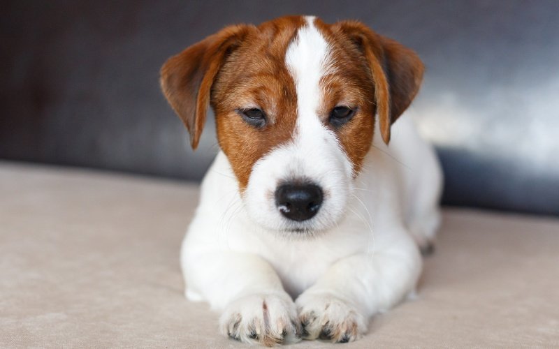Cream‑coloured Jack Russel puppy with tan mask against a soft background, used to illustrate small breed weight expectations.