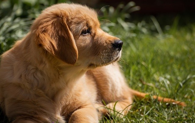Golden retriever puppy lying on grass outdoors.