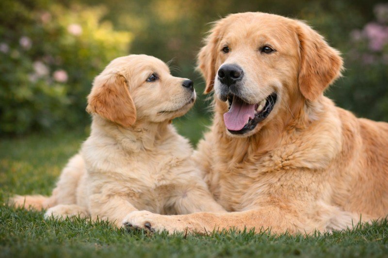 Adult Golden Retriever with her mouth open looking affectionately at her puppy, while the puppy gazes back, both lying on green grass in a softly blurred garden setting.