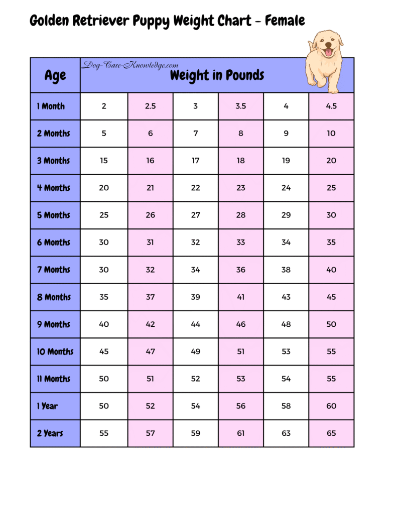 Golden Retriever puppy weight chart female showing expected weight progression by age from 8 weeks to adulthood