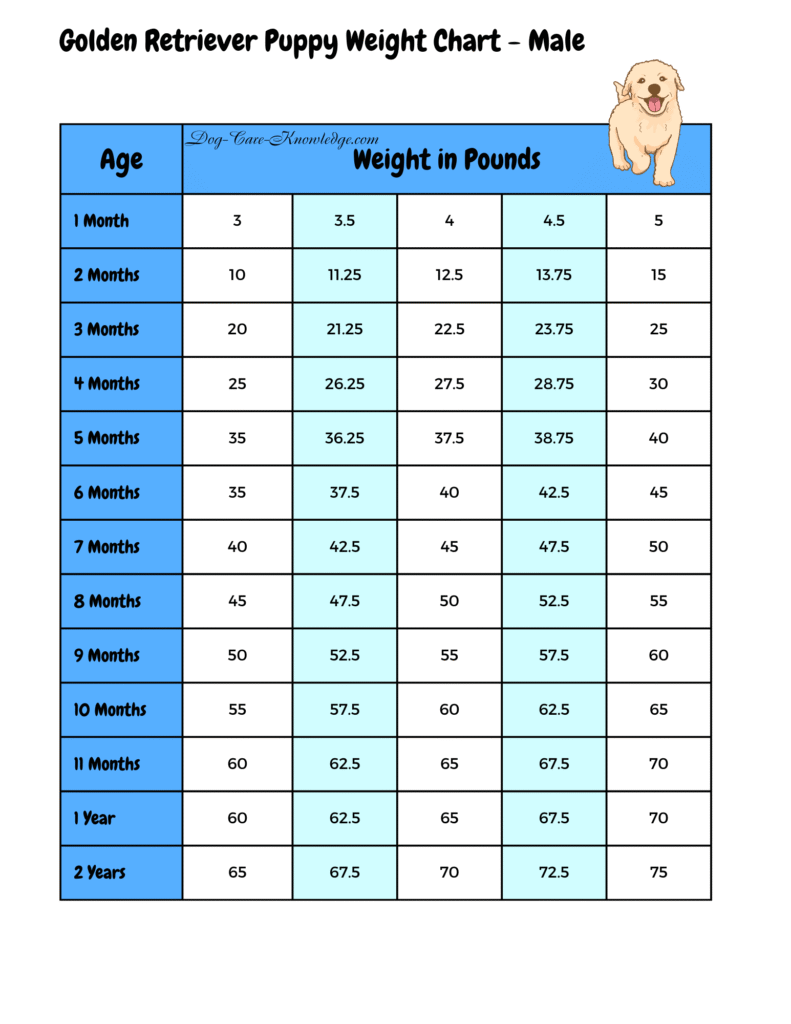 Growth chart showing the expected weight range for male Golden Retriever puppies from 1 month to 2 years, presented in a clear table format for dog owners tracking healthy development.