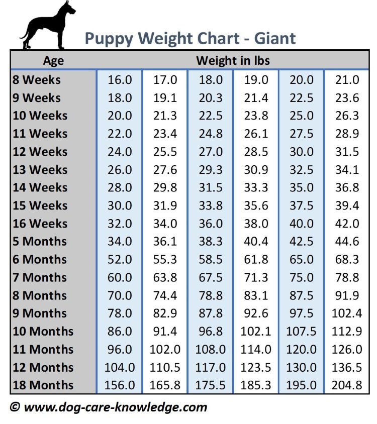 A growth chart for giant breed puppies, featuring columns for different starting weights and rows for age in weeks and months. Each cell provides the estimated weight at each stage, enabling owners to monitor and support the development of giant breed puppies.