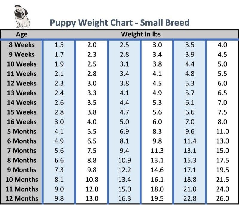 A table showing the weight progression of small breed puppies, with columns for different starting weights (from 1.5 lbs to 3.5 lbs) and rows for age in weeks and months. Each cell displays the expected weight at a given age, helping owners track their puppy’s growth.