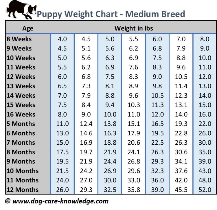 A comprehensive chart illustrating the growth of medium breed puppies. The table is organized by age (weeks and months) and starting weights, showing expected weight milestones at each stage. This helps owners estimate and monitor healthy development for medium-sized puppies.