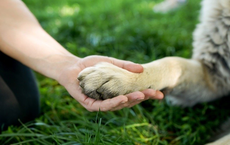 Hand gently holding a dog’s paw outdoors to check for injuries and maintain paw health