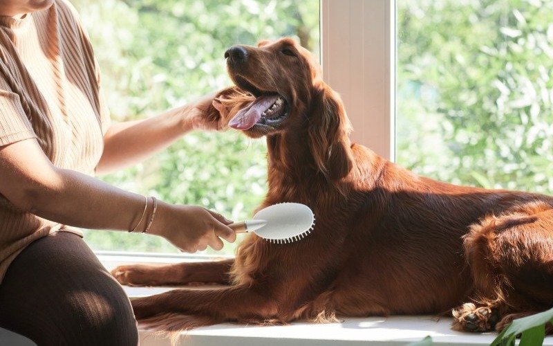 Owner brushing their dog’s coat at home to maintain healthy skin and fur