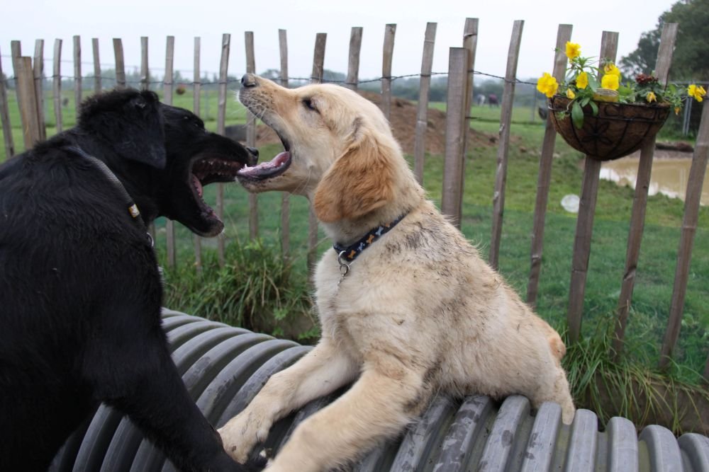 Two dogs playing together outdoors at a dog daycare.
