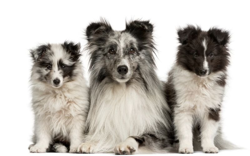Adult Shetland Sheepdog with two puppies showing the stages of puppy development