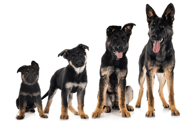 German shepherd puppy showing all growth stages.