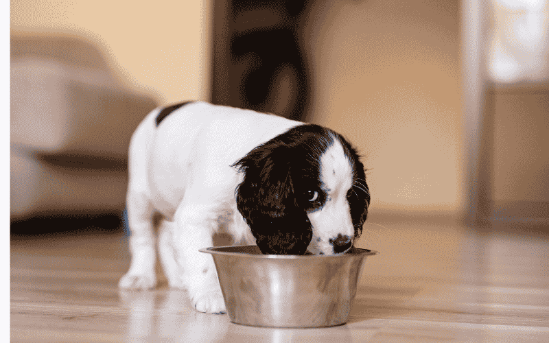 Young puppy eating from a food bowl as part of a healthy feeding schedule
