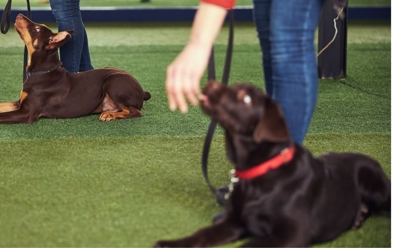 Puppies learning basic obedience skills during a positive training class