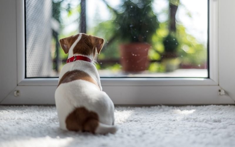 Young puppy sitting by a window while waiting alone at home