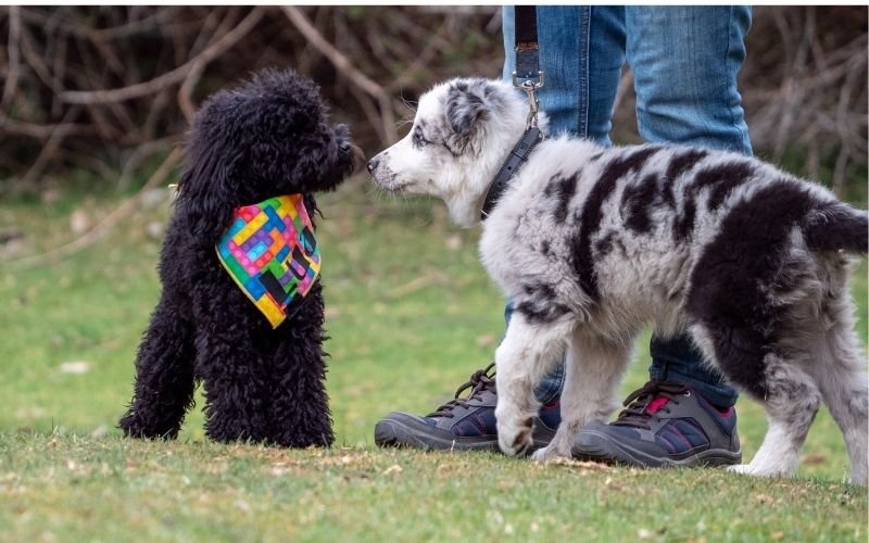 Young puppy meeting another dog during a positive socialization experience