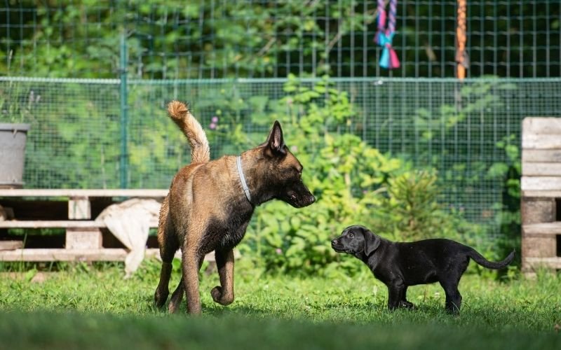 Adult dog calmly meeting a new puppy for a safe and supervised introduction