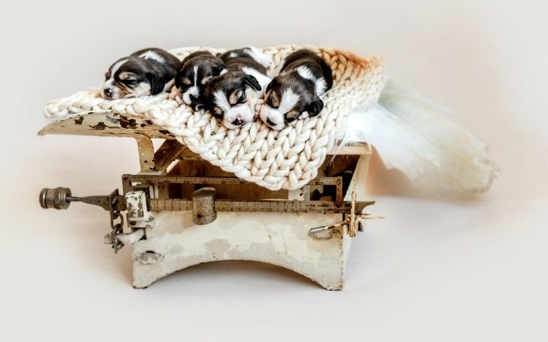 Litter of puppies resting on a scale during a weight check