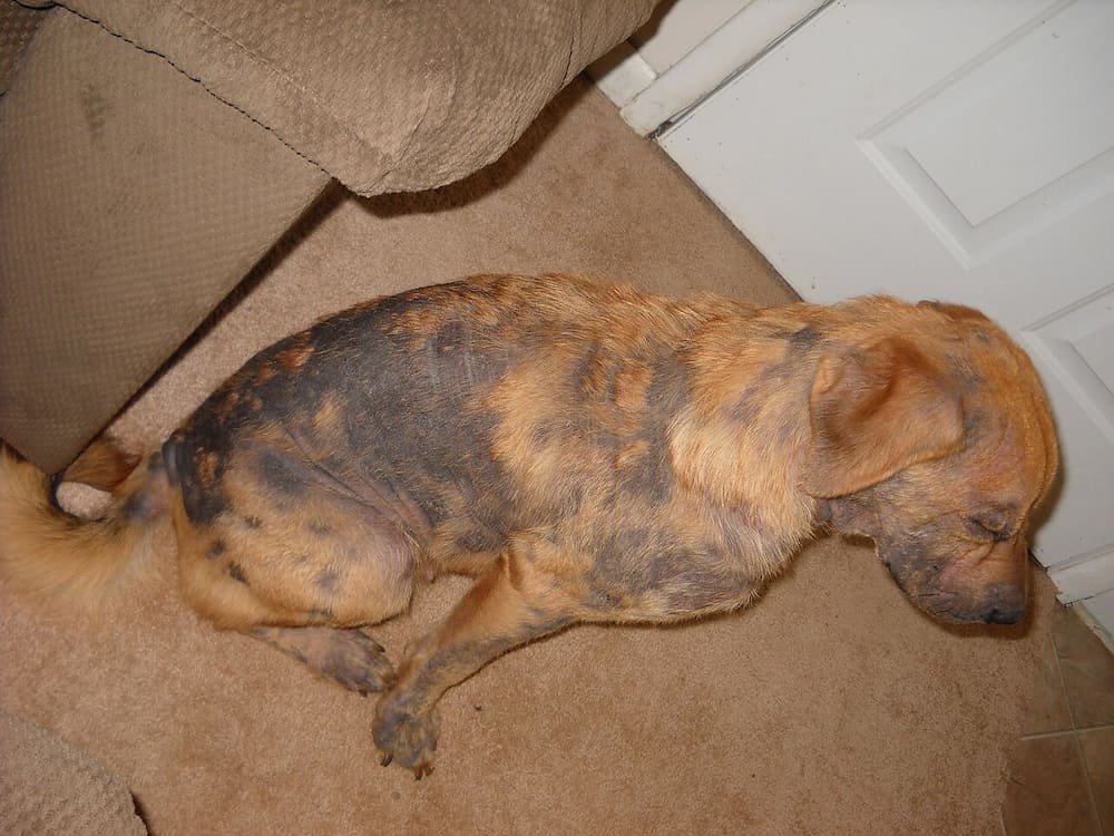 Dog with widespread hair loss and skin changes from demodectic mange.