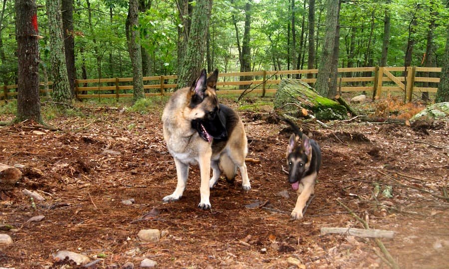 Adult German Shepherd and puppy walking together in a fenced wooded area