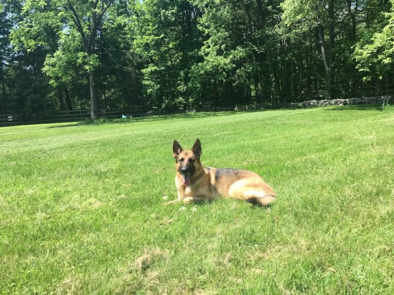 Ava relaxing outside about a year after starting allergy immunotherapy.