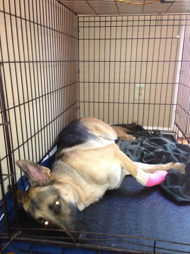 German Shepherd Ava resting in her crate with her front paw bandaged