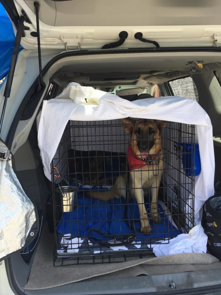 German Shepherd Ava travelling in a crate in the back of a car