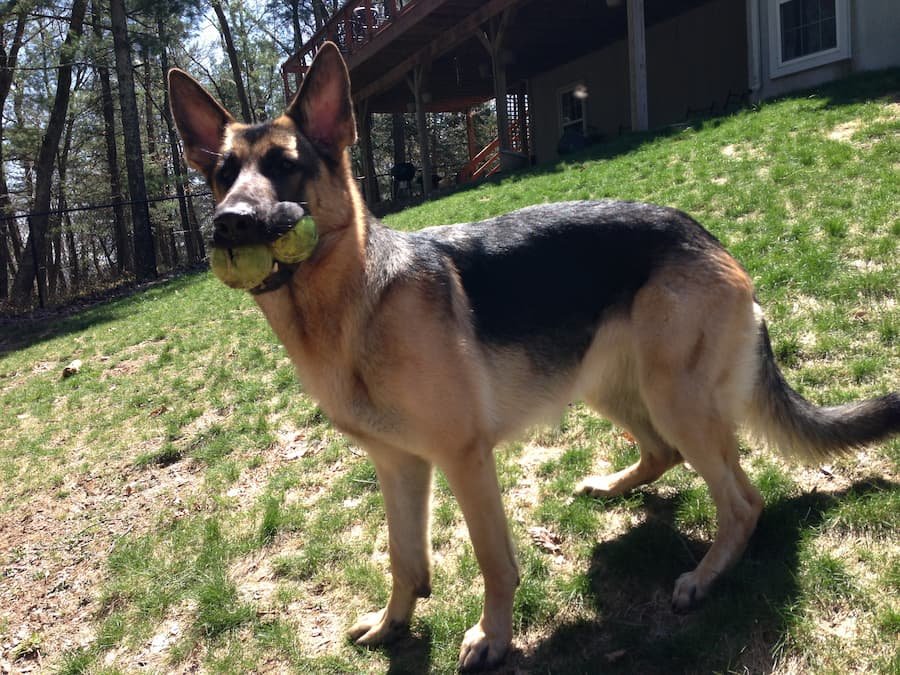 German Shepherd Ava carrying her balls in the woods