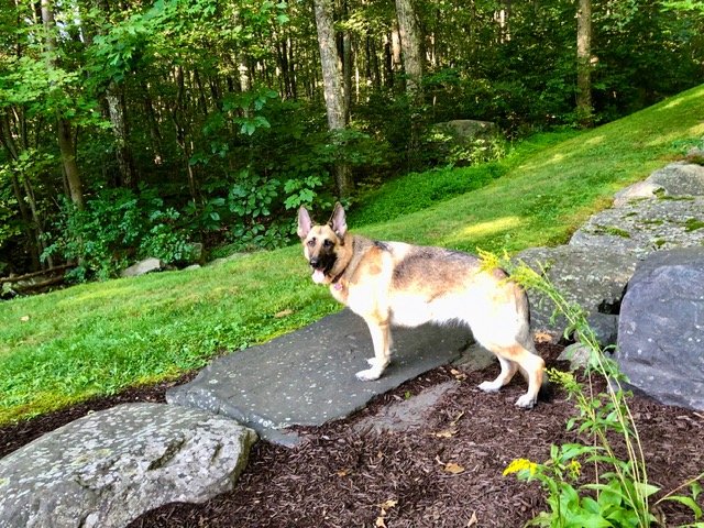 Ava the German Shepherd after a year of allergy immunotherapy