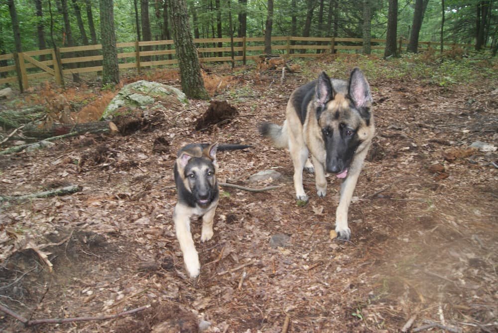 Puppy Ava outside with an adult German Shepherd