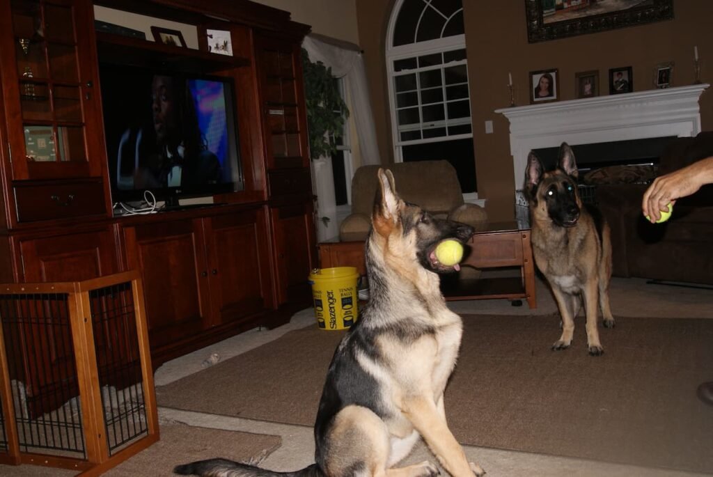 Puppy Ava in our living room beside a pet barrier