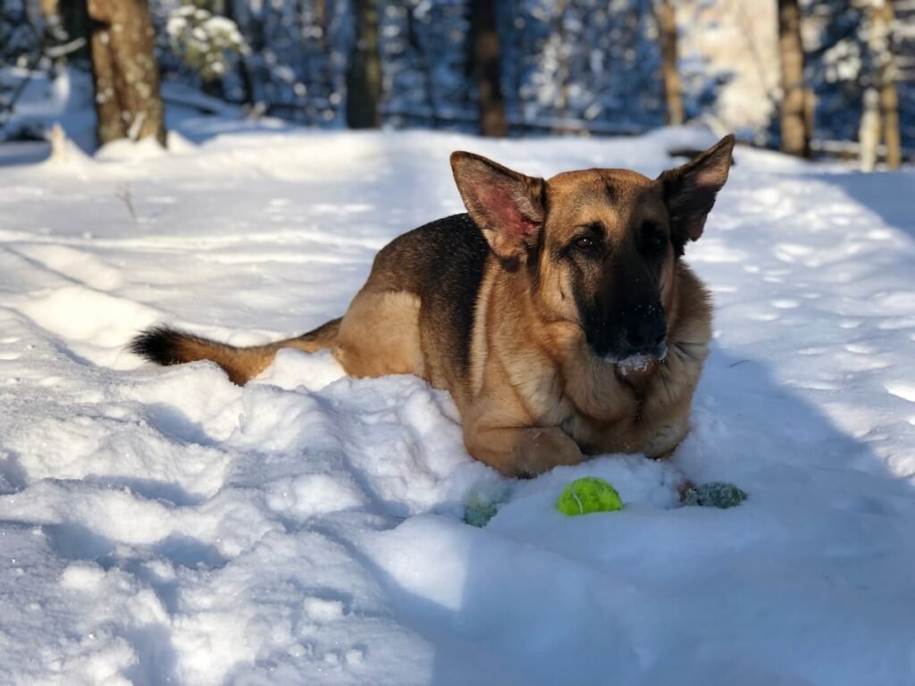 German Shepherd Ava lying in deep snow with tennis balls by her paws