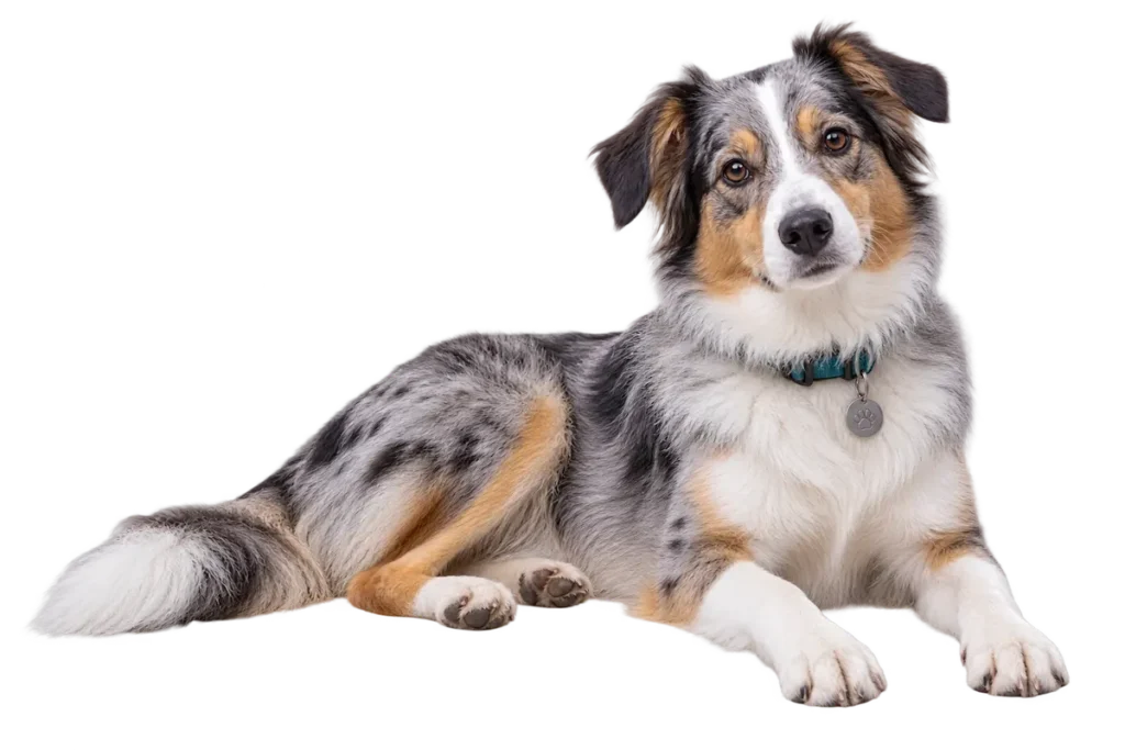 Blue merle dog lying down with its full body visible.