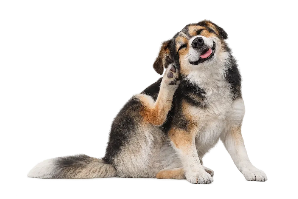 Tricolor Dog Scratching Its Ear
