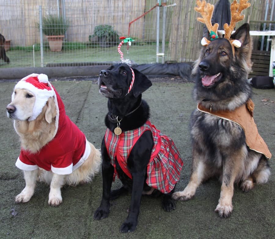 Three dogs wearing Christmas costumes