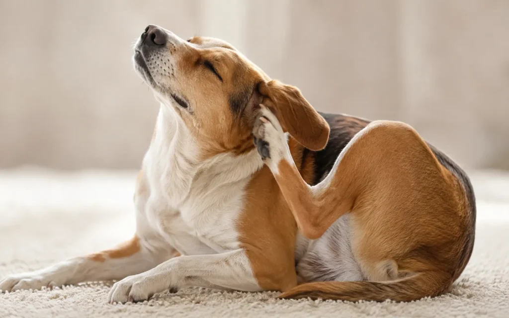 Dog scratching its ear due to itchy skin