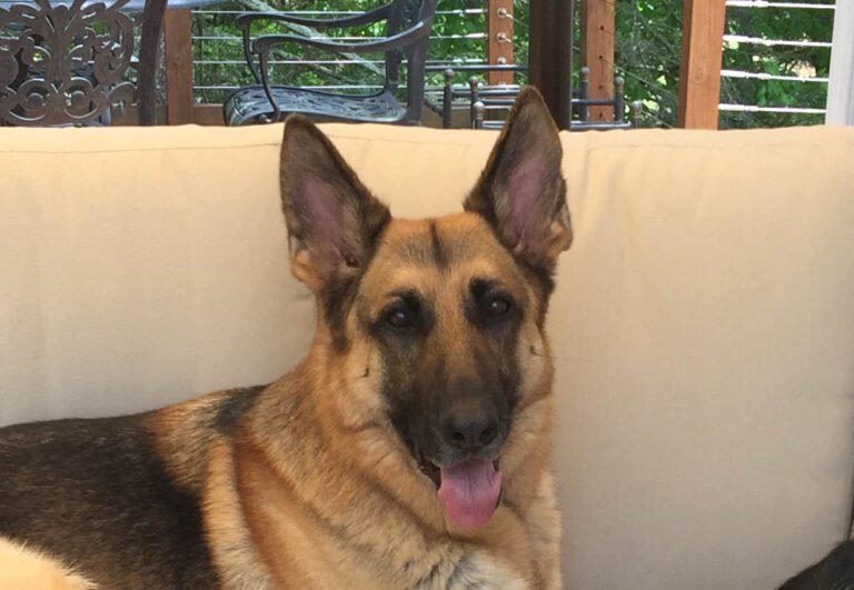 German Shepherd with normal upright ears