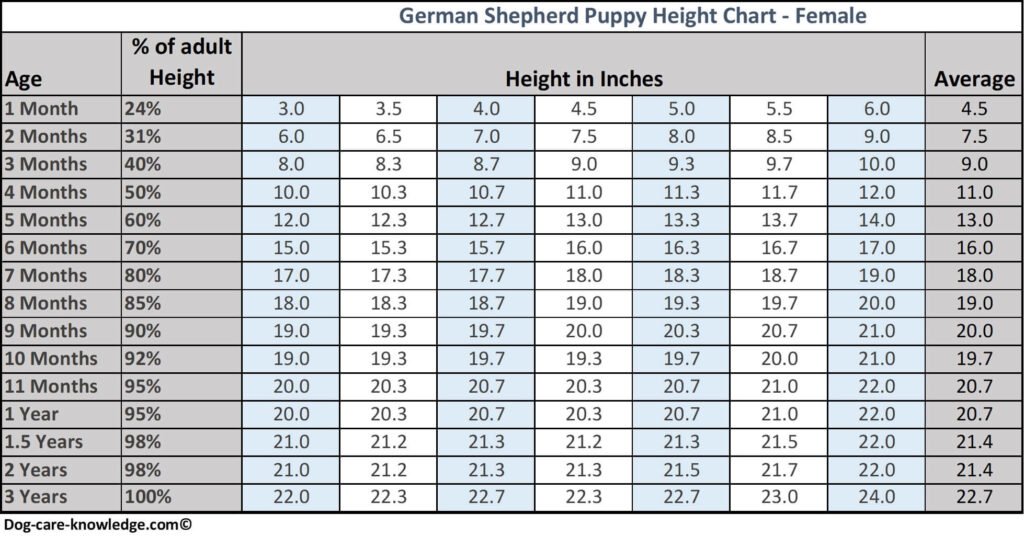 Female German Shepherd puppy height chart by age