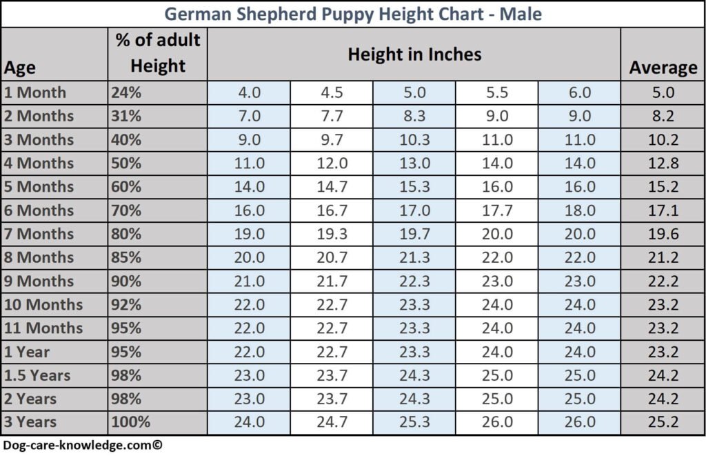 Male German Shepherd puppy height chart by age