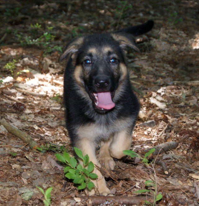 Young German Shepherd female puppy running outdoors
