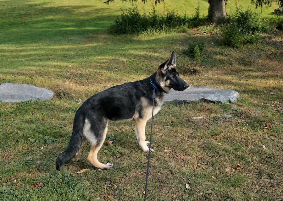 German Shepherd puppy on a leash practising outside in a quiet grassy area.