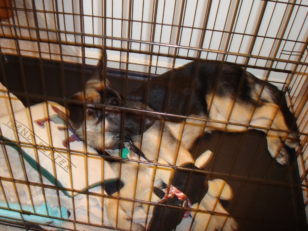 German Shepherd puppy relaxing calmly inside her crate