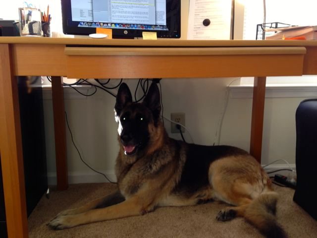 German Shepherd lying comfortably under a desk