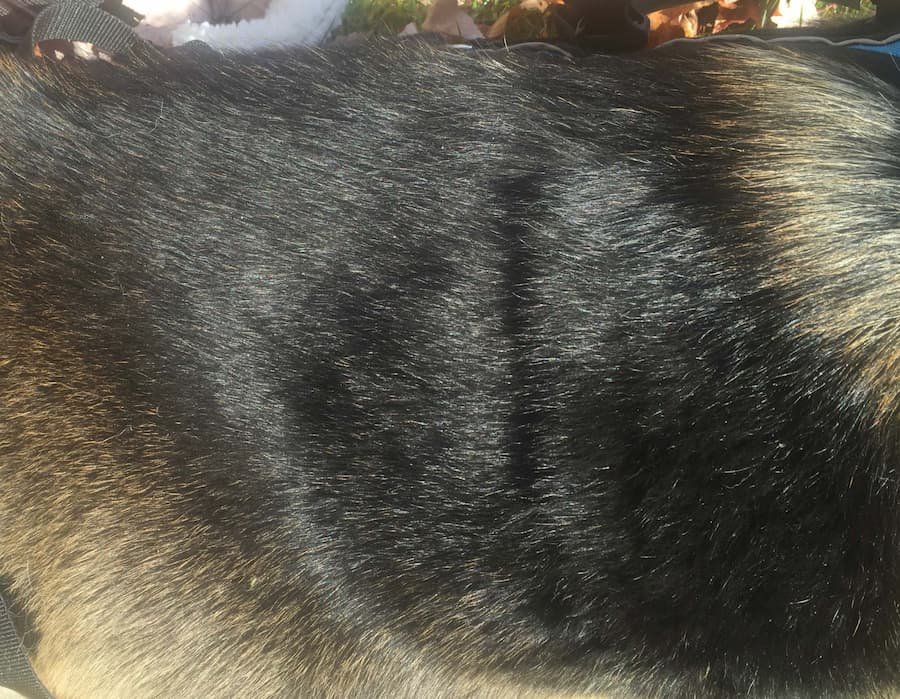 Hudson's coat after one bath showing a noticeable reduction in dandruff flakes