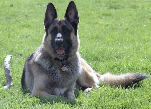 Hudson, my German Shepherd, lying on the grass.